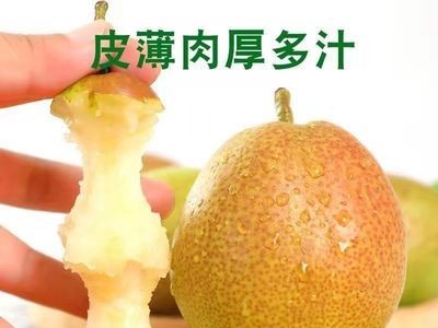 陕西红香酥梨新鲜应季孕妇水果脆甜青皮大雪梨特产一件批发代打图4