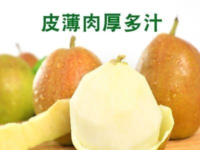 陕西红香酥梨新鲜应季孕妇水果脆甜青皮大雪梨特产一件批发代打图5