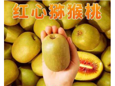 【爆甜】四川蒲江县红心猕猴桃水果奇异果猕猴桃新鲜现摘批发整箱图4
