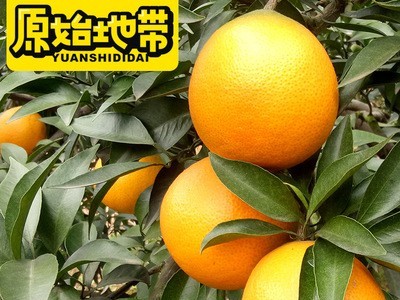 现采现发原始地带品牌爱媛38果冻橙 可以吸管吸的果冻橙 一件代发图4