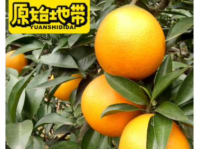 现采现发原始地带品牌爱媛38果冻橙 可以吸管吸的果冻橙 一件代发图2