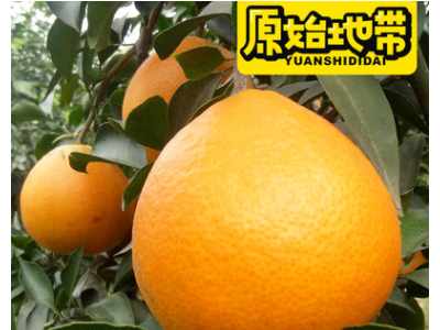 现采现发原始地带品牌爱媛38果冻橙 可以吸管吸的果冻橙 一件代发图5