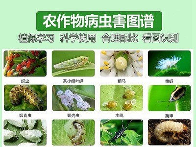农药批发10%高效氯氟氰菊酯水乳剂500克/瓶甘蓝菜青虫农用杀虫剂图5