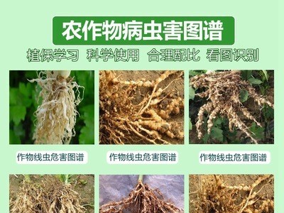 现货批发 10%噻唑膦噻唑磷颗粒剂根结线虫根瘤病黄瓜杀线虫农药图3