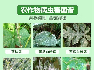 50%石硫合剂悬浮剂果树蔬菜白粉病茎枯病杀菌剂果园清园剂农药1kg图3