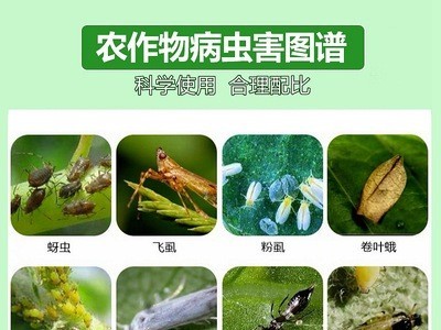 厂价批发 70%吡虫啉 水分散粒剂 蔬菜蚜虫水稻飞虱农药杀虫剂100g图2