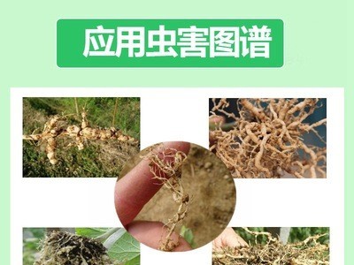20%噻唑膦杀根结线虫专用药黄瓜番茄香蕉芹菜根瘤病线虫灌根农药图4