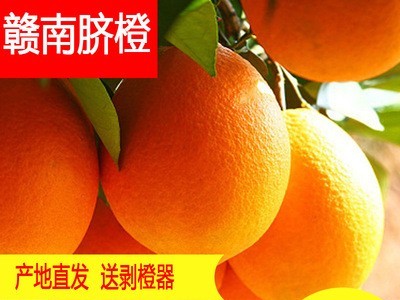 新鲜脐橙现摘赣南脐橙皮薄汁甜一件也是批发价10斤20斤代发图5