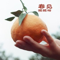 四川眉山春见耙耙柑新鲜水果手剥橙大果孕妇儿童水果一件代发