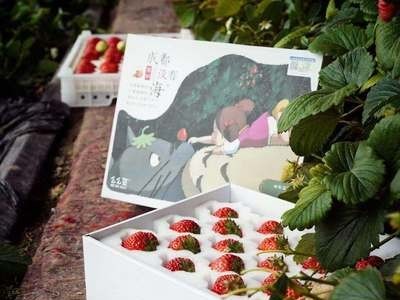 下成都没有海有机红颜牛奶奶油草莓新鲜水果现摘现发36枚装顺丰空图2