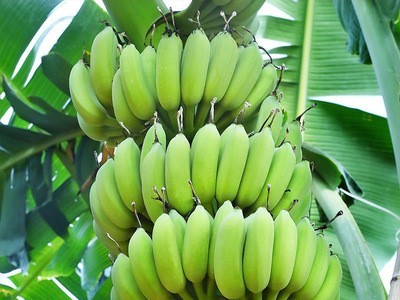 广东香蕉 广西小米蕉 5斤装 芭蕉 新鲜水果 生鲜图5