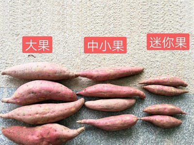 【西瓜红蜜薯】红薯新鲜糖心红心板栗地瓜烤番薯沙地山芋新鲜图5