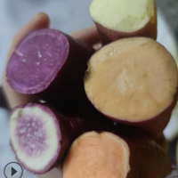 现挖小番薯新鲜地瓜紫芋头红皮番薯农家自种带箱 量大从优