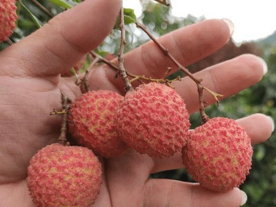 顺丰空运 现货高州白糖罂荔枝桂味5斤10纯甜新鲜妃子笑糯米糍包邮图4