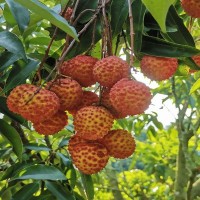 顺丰空运 现货高州白糖罂荔枝桂味5斤10纯甜新鲜妃子笑糯米糍包邮