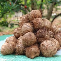 云南高原山地山芋头蔬菜1/2/3/5/8/10斤顺丰一件代发批发