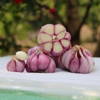 云南紫皮芽蒜大蒜瓣蒜1斤起混批批发