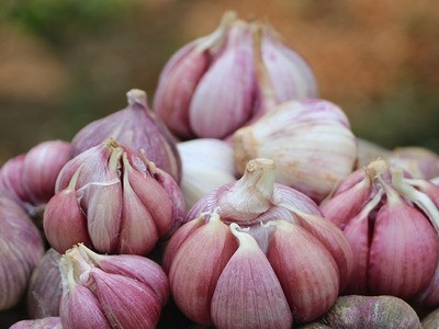 云南紫皮芽蒜大蒜瓣蒜1斤起混批批发图2