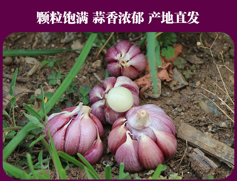 紫皮蒜_05