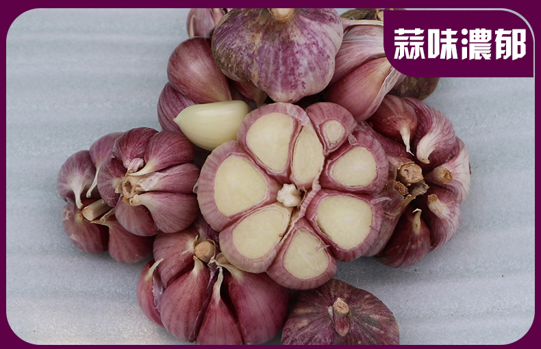 紫皮蒜_04