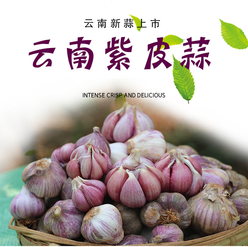 紫皮蒜_01