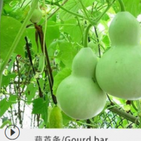 厂家销售葫芦条 干瓢多规格 菜卷捆扎用葫芦丝可以定制加工