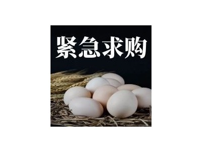 招募西班牙进口猪蹄，猪肉供应商图2