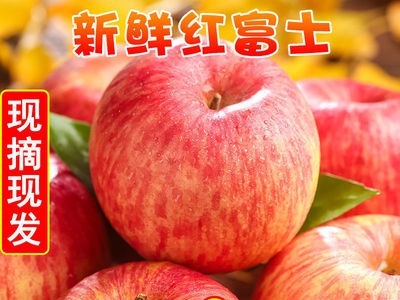 [2021现摘]陕西红富士苹果新鲜脆甜应季水果非洛川嘎啦整箱批发图2