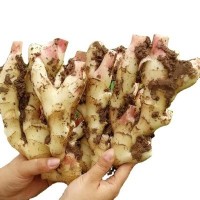 2021年新潍坊红爪姜3斤生姜仔姜 糖醋泡姜腌蔬菜 竹根姜 红芽嫩姜