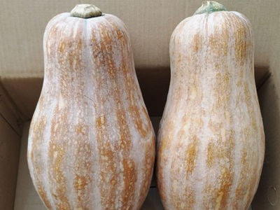 【坏包赔】老南瓜新鲜农家蔬菜甜糯黄皮现摘老品宝宝辅食非小贝贝图3