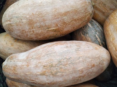 【坏包赔】老南瓜新鲜农家蔬菜甜糯黄皮现摘老品宝宝辅食非小贝贝图4