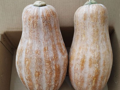 【坏包赔】老南瓜新鲜农家蔬菜甜糯黄皮现摘老品宝宝辅食非小贝贝图5