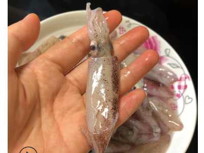 野生小笔管鱼迷你小鱿鱼东山岛海鲜水产新鲜冷冻小海兔一口管顺丰图5
