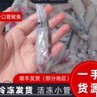 野生小笔管鱼迷你小鱿鱼东山岛海鲜水产新鲜冷冻小海兔一口管顺丰