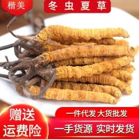 冬虫夏草西藏那曲高海拔新鲜虫草产地直供大货批发青海全规格