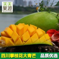 四川攀枝花大金煌芒9斤大青芒新鲜当季水果 批发一件代发非凯特