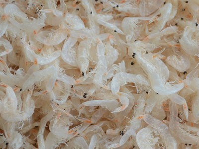 山东海鲜烘干淡干虾皮干货散装 淡干虾皮批发图2