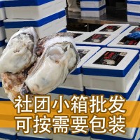 生蚝批发社团团购小箱5斤装可装货乳山牡蛎鲜活海鲜批发1