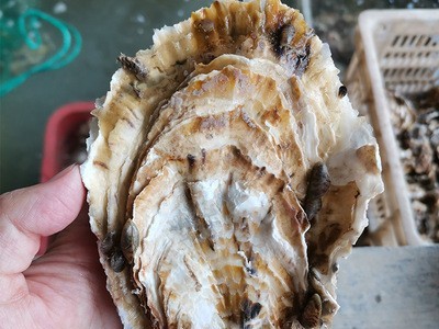 金小棠乳山鲜活生蚝外无泥内无沙130斤牡蛎批发山东海鲜图2