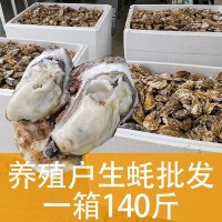 金小棠乳山鲜活生蚝外无泥内无沙130斤牡蛎批发山东海鲜