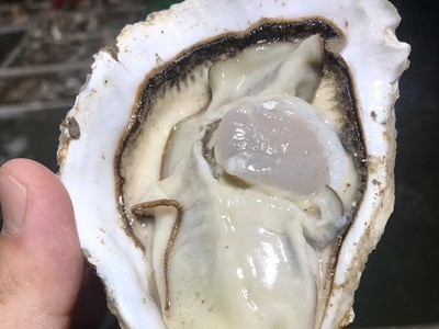 金小棠乳山鲜活生蚝外无泥内无沙130斤牡蛎批发山东海鲜图3