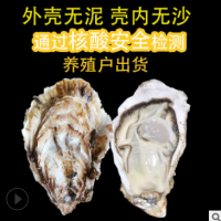 批发乳山生蚝鲜活45斤1箱显个干净无沙海鲜烧烤牡蛎 生蚝