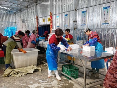 批发乳山生蚝鲜活45斤1箱显个干净无沙海鲜烧烤牡蛎 生蚝图4