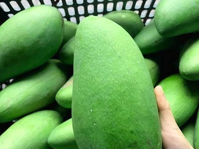 攀枝花凯特芒青芒玉芒新鲜金煌应季甜心芒果水果批发一件代发图5