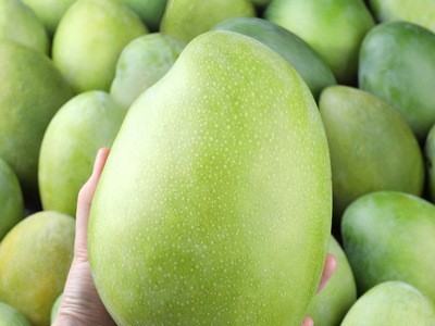 攀枝花凯特芒青芒玉芒新鲜金煌应季甜心芒果水果批发一件代发图2