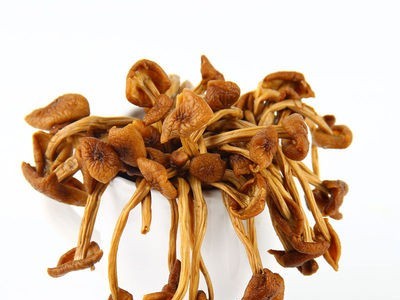 不开伞茶树菇农家自产茶薪菇炖罐烫煲菌类干货食材2斤批发包邮图4