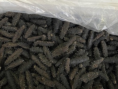 海参批发海参干货 稳定一手货源辽参 一件代发 海鲜食用农产品图3