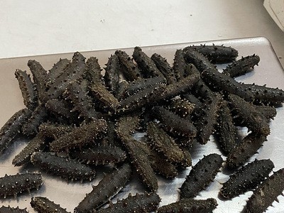海参批发海参干货 稳定一手货源辽参 一件代发 海鲜食用农产品图5