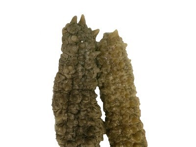 黄玉参 水产海参干货 淡干 海鲜干货 一件代发海鲜食用农产品图4