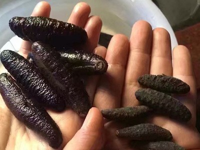 土耳其参米刺参海参泡发量大一件代发海鲜食用农产品图5